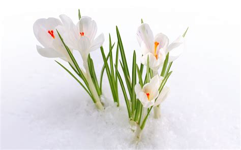 Snow Flowers Wallpaper High Definition High Quality Widescreen