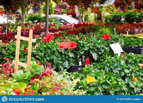 Red Hisbiscus Flowers In An Outdoor Flower Market Stock Image Image
