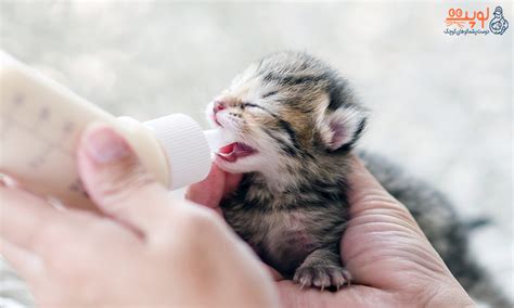 روش های شیر دادن به بچه ی گربه لوپت
