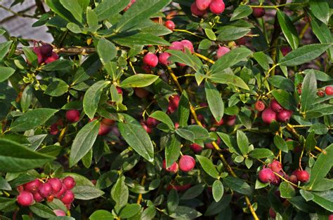 How To Grow Pink Lemonade Blueberry