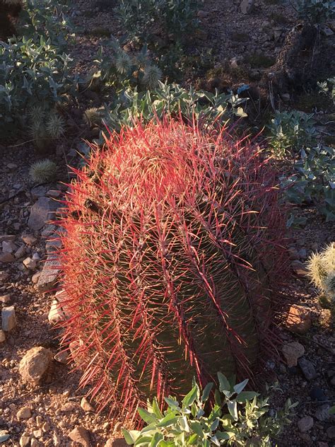 Red Barrel Cactus Az Desert Barrel Cactus Plants Landscape
