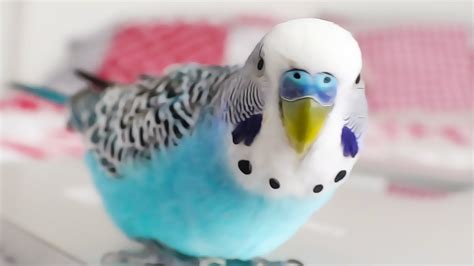 Budgie Singing To Youtube Playbutton Cookie Sounds Youtube