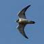 Birding Valencia  Peregrine Falcon Refugio Marnes