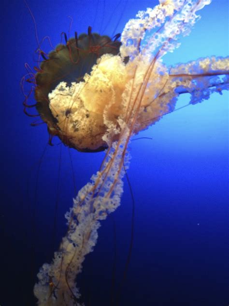 Jellyfish Art Wallpaper Deep Sea Creatures Underwater Animals Sea