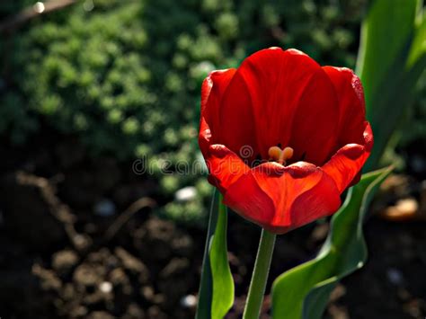 Red Tulips Spring Beautiful Flowers Stock Image Image Of Flower