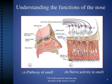 Ppt 304 Functions And Disorders Of The Nose Powerpoint Presentation