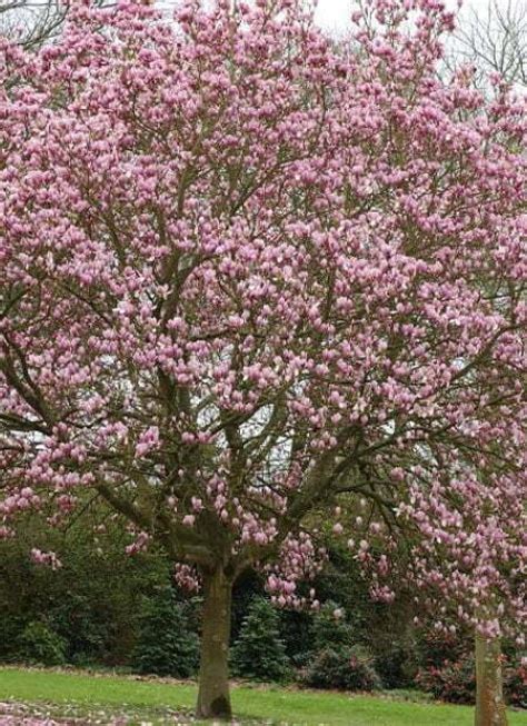 Facts About The Tulip Magnolia Tree Stumpbustersllc