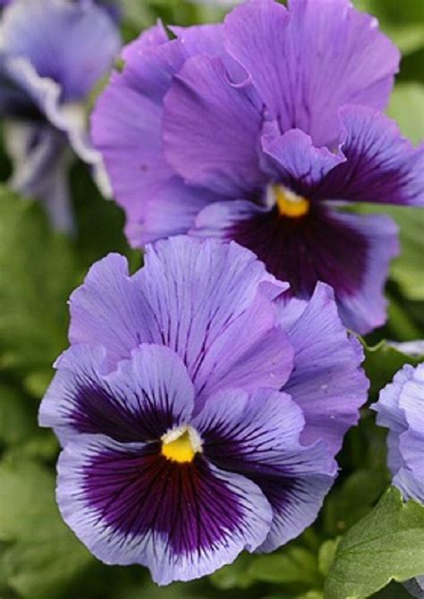 Mpb3 Pansy Seeds Frizzle Sizzle Blue 25 Thru 500 Seeds You Etsy In