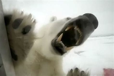 Polar Bears Terrifying Moment Wildlife Filmmaker Came Face To Face