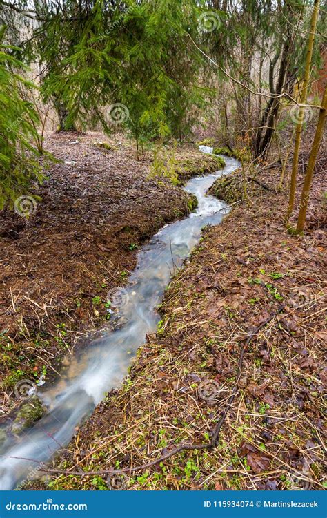 Small Stream Brook In The Spring Forest Clean Water Trees And Leaves