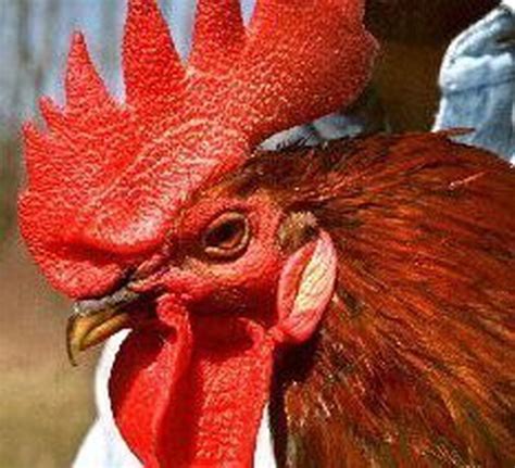 Sheriff's office looking for owner of found Rhode Island Red rooster - mlive.com