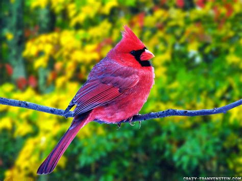 Download free animals & birds wallpapers for your computer desktops in normal,widescreen,hdtv resolutions. WOW: Download Colorful Birds HD Wallpaper