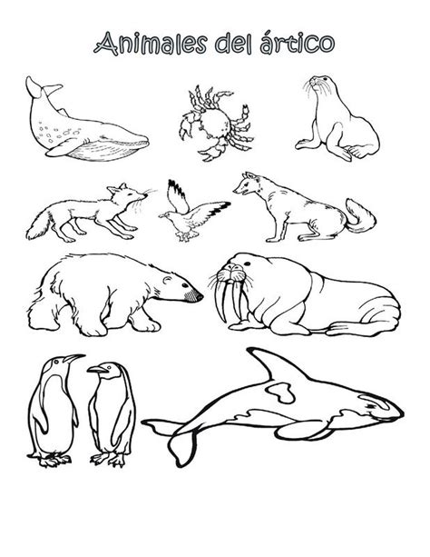 Included in my arctic animal coloring page are the arctic fox, the moose, a puffin coloring page, and a ringed seal coloring page. Picture | Animaux polaires, Animaux sauvages, Ours polaire