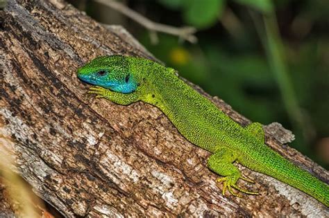 Su temperatura varía y son animales ovíparos, es decir, realizan una fecundación externa mediante huevos. Animales Que Respiran Por La Piel Para Colorear : Dibujos ...