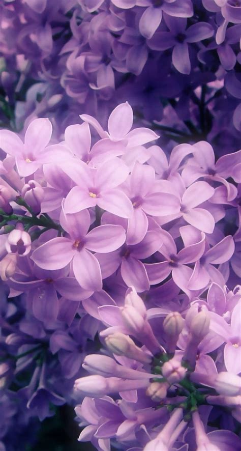 Purple Lilac Wallpapers Wallpaper Cave