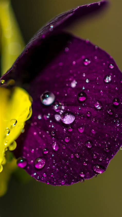 Water Drops On Violet Flower Wallpaper 4k 5k Hd