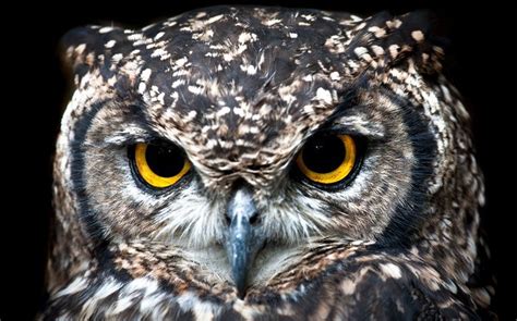 11 Best Tips For Shooting Professional Owl Photography