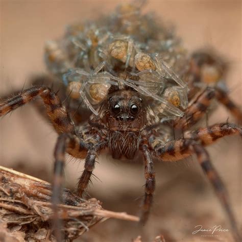 Wolf Spider Carrying Her Babies On Her Back By Doogle1976 Ephotozine