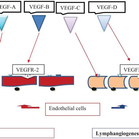Vascular Endothelial Growth Factors Vegf A Vegf B Vegf C Download Scientific Diagram