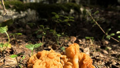 Morel Mushroom Hunting In Utah Our Pastimes