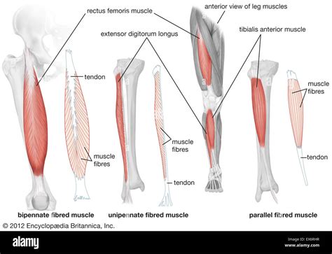 Vista Anterior De Los Músculos De La Pierna Humana Fotografía De Stock Alamy