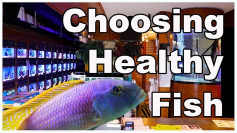 Watch This Before You Buy Fish How To Buy Healthy Fish At A Pet Store