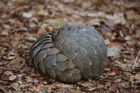 Celebrating World Pangolin Day Here Are 10 Facts About This Species