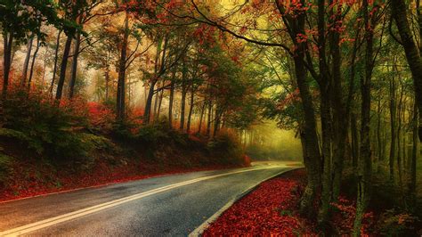 Nature Photography Landscape Mist Road Fall Morning