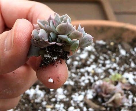 How To Grow Care For And Propagate Echeverias In 2022 Propagating