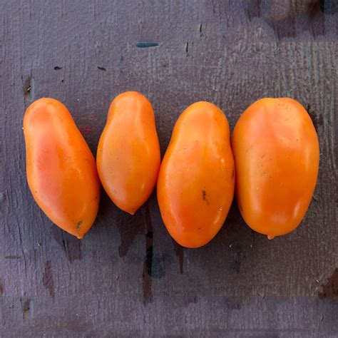 Orange Banana Plum Tomato Truelove Seeds