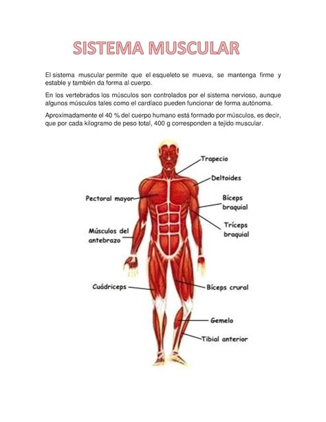 Organos Del Sistema Muscular Cuales Son Funciones Y Mas Images