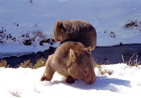 Ringo the baby wombat lives with zookeeper and thinks she's his mother. AG reader photo: baby wombat - Australian Geographic