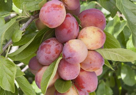 Fruit Trees Home Gardening Apple Cherry Pear Plum Easiest Fruit
