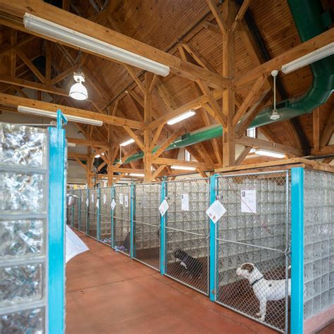 Animal Shelter Learn Definition Importance Examples - vrogue.co
