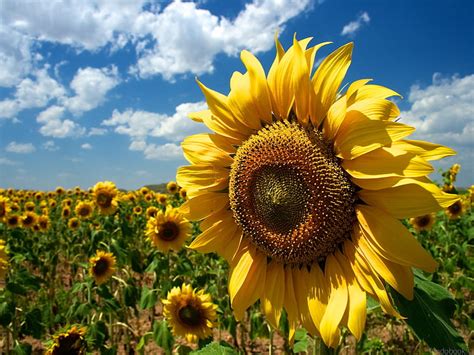 Hd Wallpaper Campo Girasoles Naturaleza Plantas Yellow Sunflower