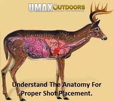Whitetail Deer Anatomy Shot Placement Bow