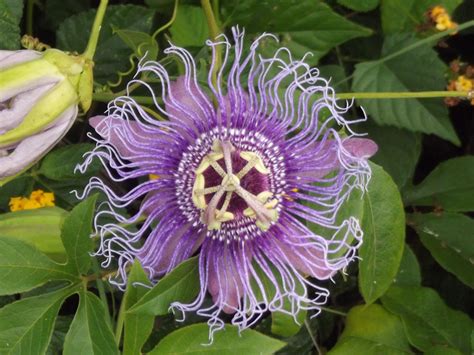 Nature Passion Flower Hd Wallpaper