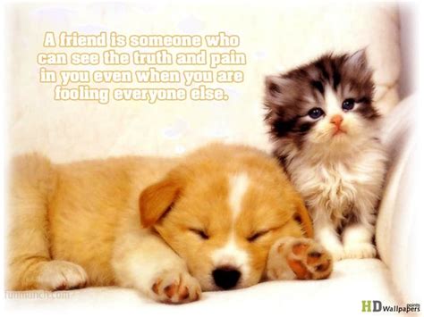 40 Cute And Funny Animal Quotes