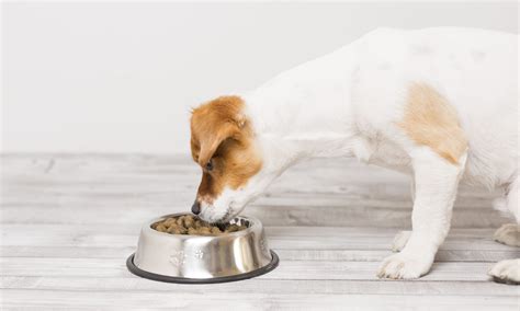 Dog Cancer Diet What To Feed A Dog With Cancer Bechewy