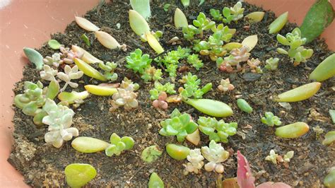 How To Transplant Succulent Plants