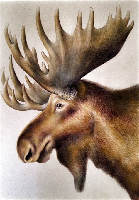Just Need To Add The Finishing Touches To My Moose Drawing Almost Done