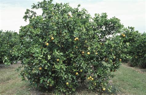 How To Get A Lemon Tree To Fruit Ehow