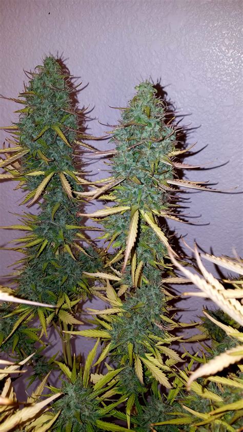In large doses, you'll likely find. Canuk Seeds Critical Mass grow journal week11 by ...