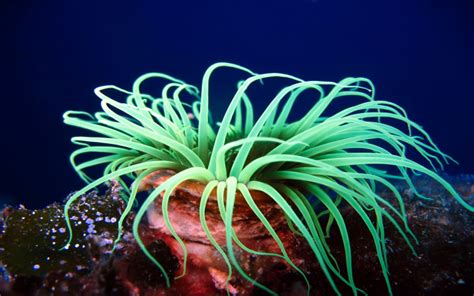 Tropical Ocean Plants And Animals Animal Underwater Plants Ocean High
