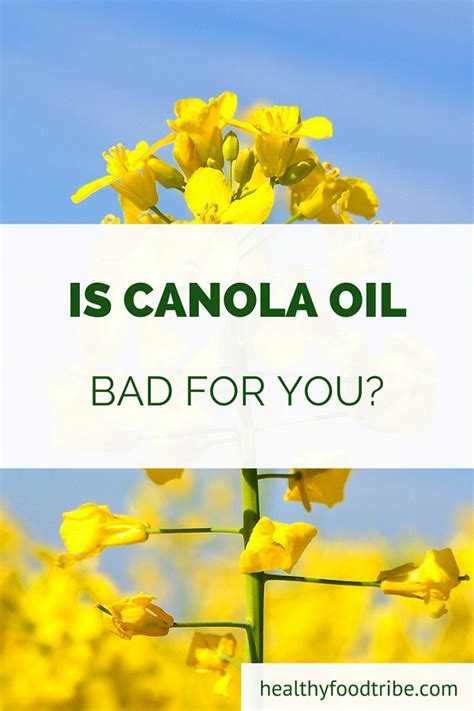 A Practical Guide To Canola Oil Healthy Food Tribe Canola Oil