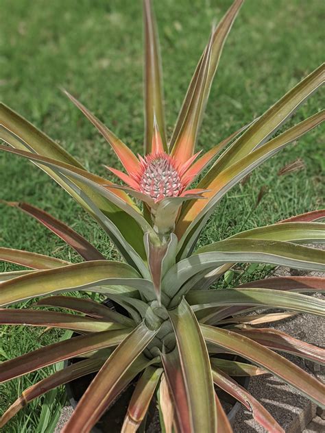 My Husband Has Succeeded In Cultivating A New Pineapple Plant From The