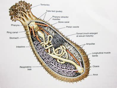 Sea Cucumber - BTMG Cardio
