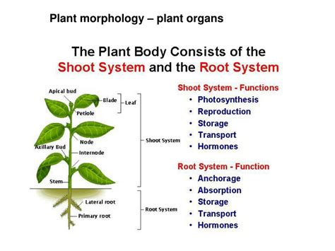 Ppt Plant Morphology Plant Organs Powerpoint Presentation Free