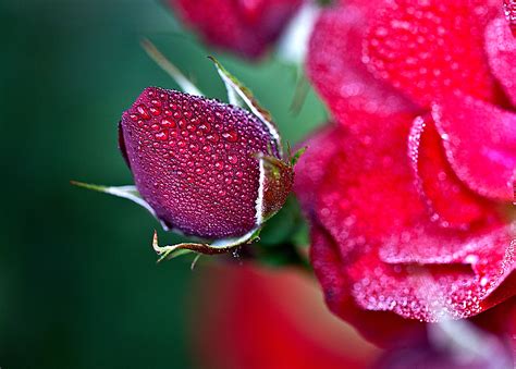 Images Gratuites La Nature Fleur Rosée La Photographie Pétale