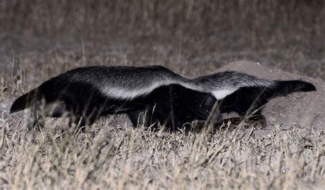 Honey Badgers Mellivora Capensis With A Python Dinner Flickr